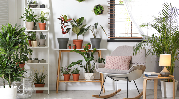 Houseplant home décor ideas