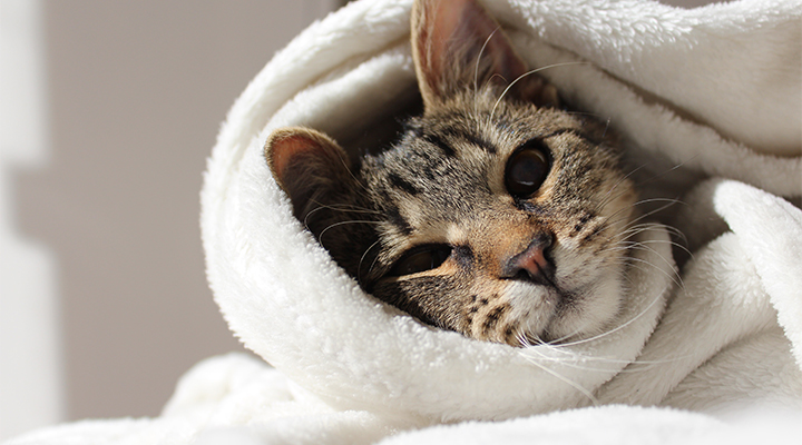 international cat day
