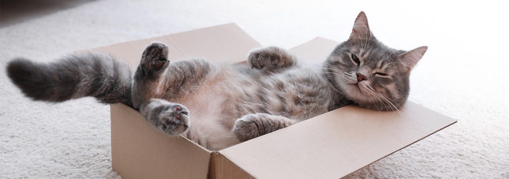 international cat day