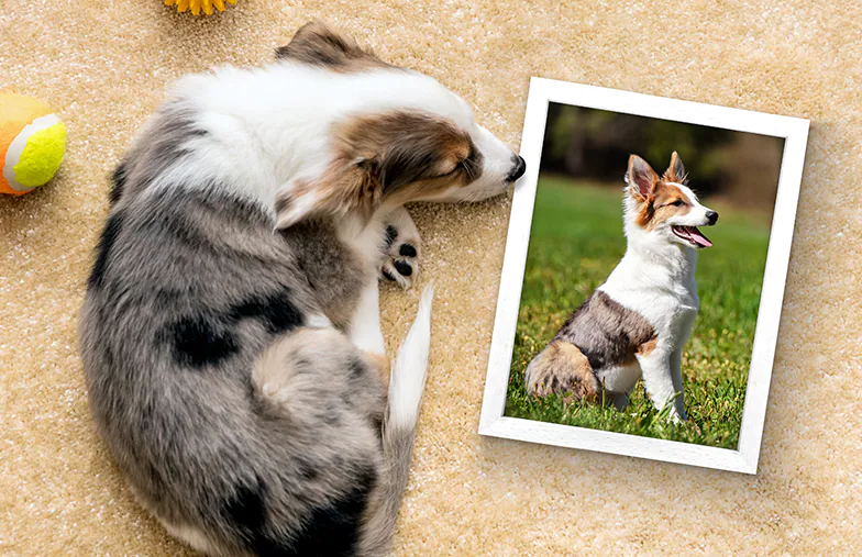 Framed Photo Prints