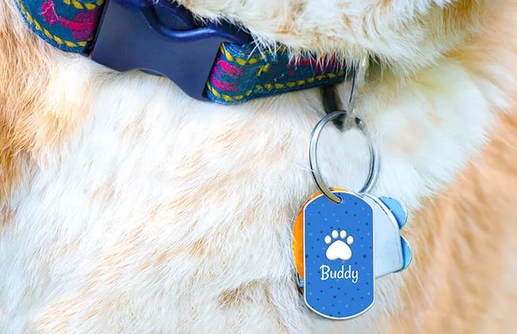 id tag collar