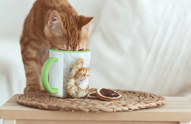 Cat drinking from personalised colour photo mug with photo of cat on
