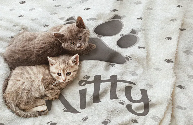 Personalised sales cat blanket